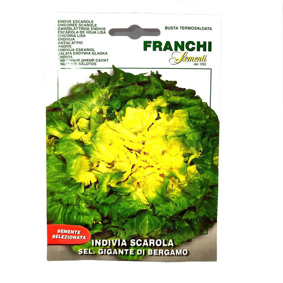 Franchi - Indivia Scarola - Seeds-The Italian Shop